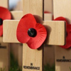 Poppies on small wooden crosses in the grass, to commemorate Remembrance Sunday